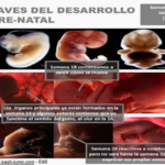 Emociones y Momentos clave del desarrollo pre-natal